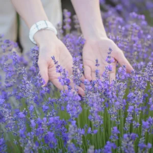 Jardín mantenimiento cero